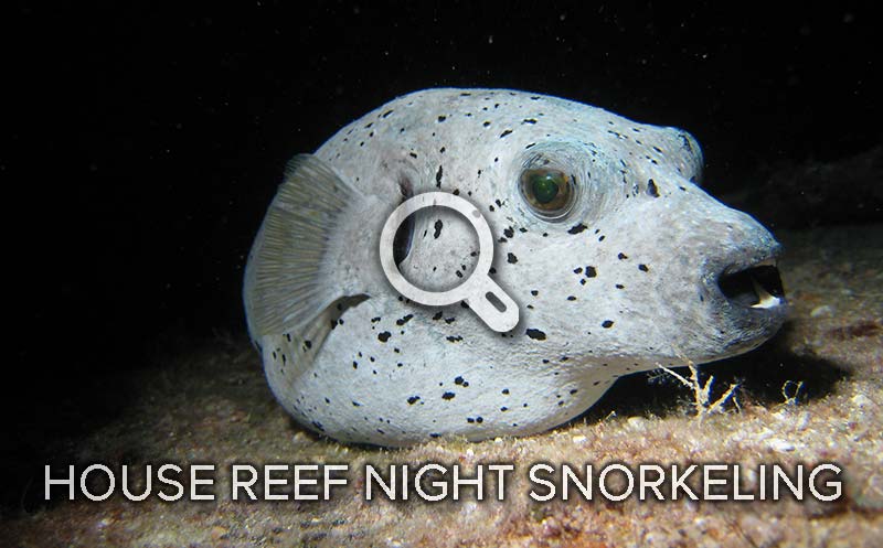 House Reef Night Snorkeling