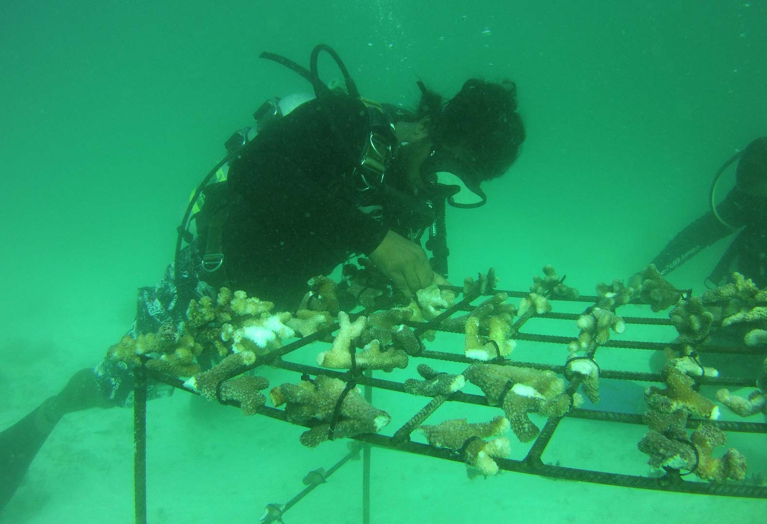 Coral planting - Sea Explorer, Maldives