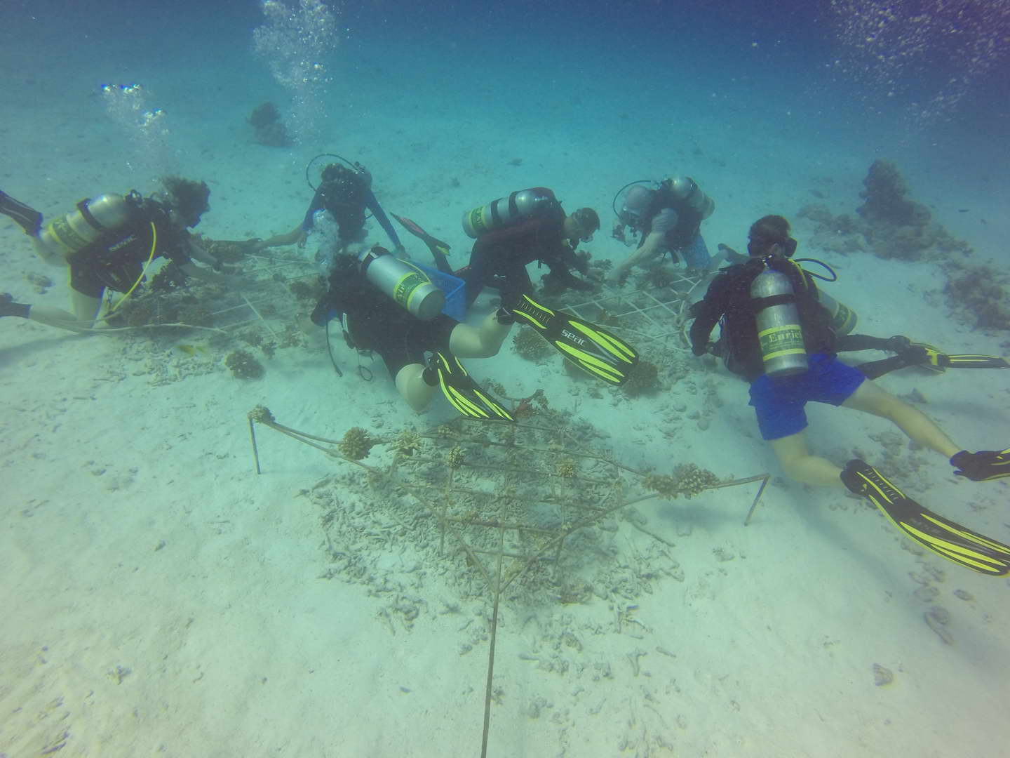 coral-planting-on-the-maldives