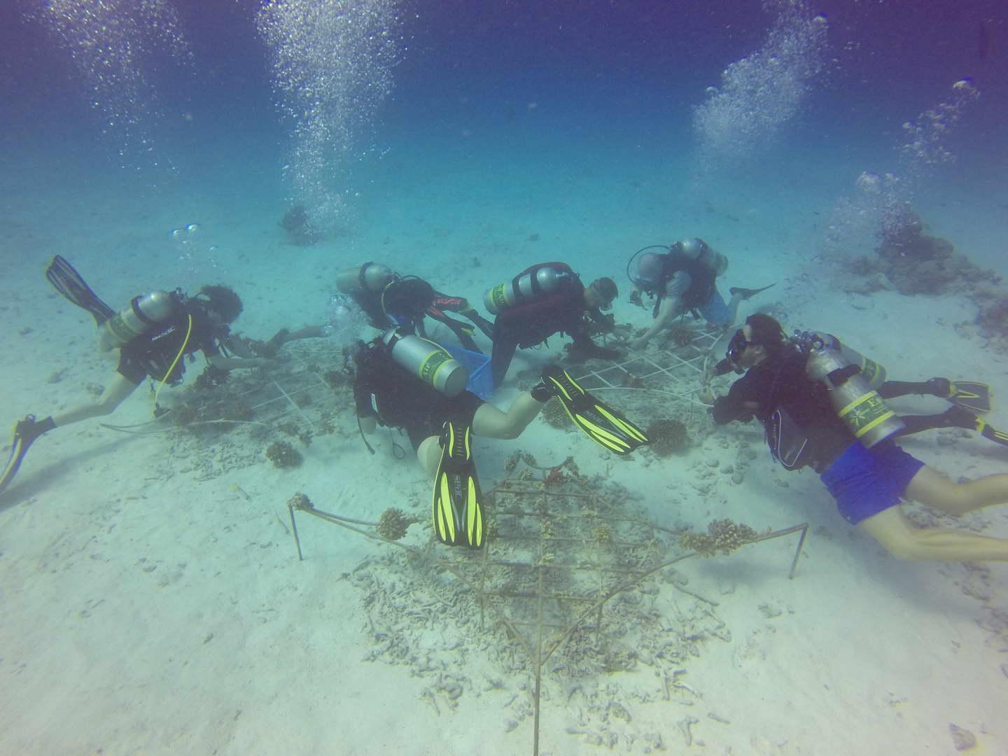 coral-planting-on-the-maldives