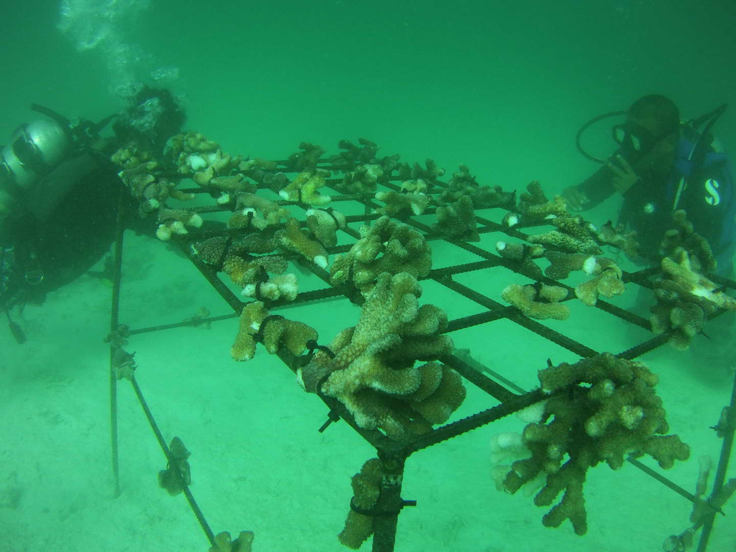 Coral planting in the Maldives