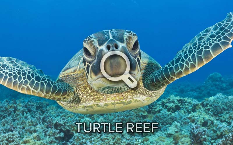 Turtle Reef Snorkeling Boat Trips