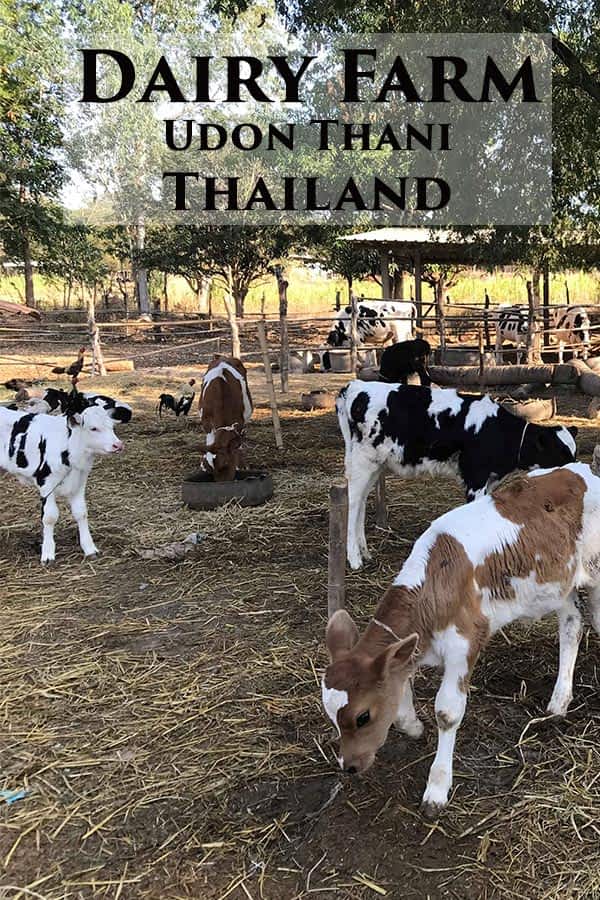 Exploring a Thai Isaan Dairy Farm Chocolate Phayanak