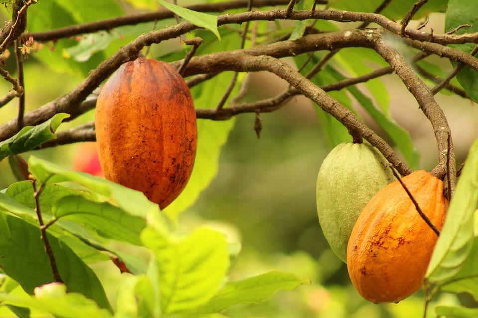 Where is cocoa grown around the world? Chocolate Phayanak