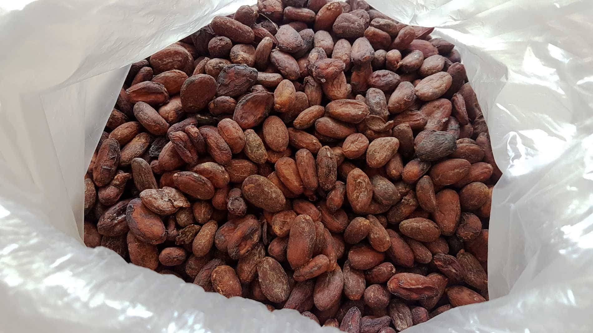 HOW TO MAKE BEAN TO BAR CHOCOLATE AT HOME Chocolate Phayanak