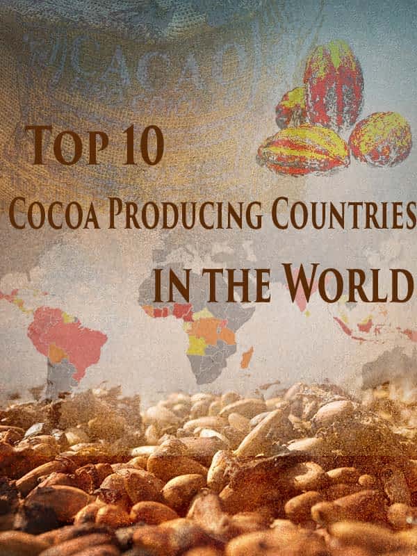 Where is cocoa grown around the world? Chocolate Phayanak