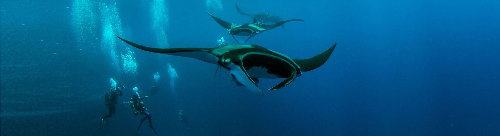 Manta Ray Diving in the Maldives