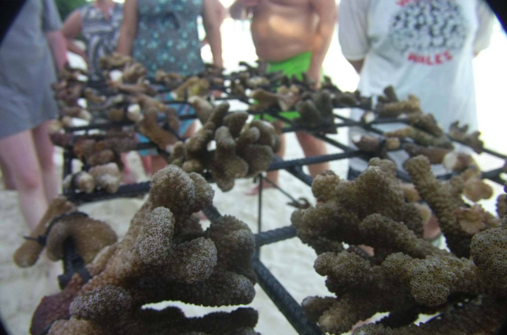 Coral planting in the Maldives