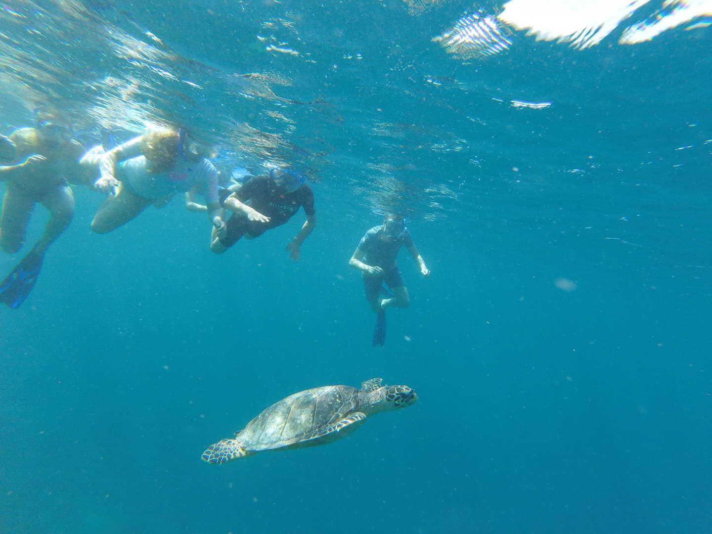 Turtles survey in the Maldives