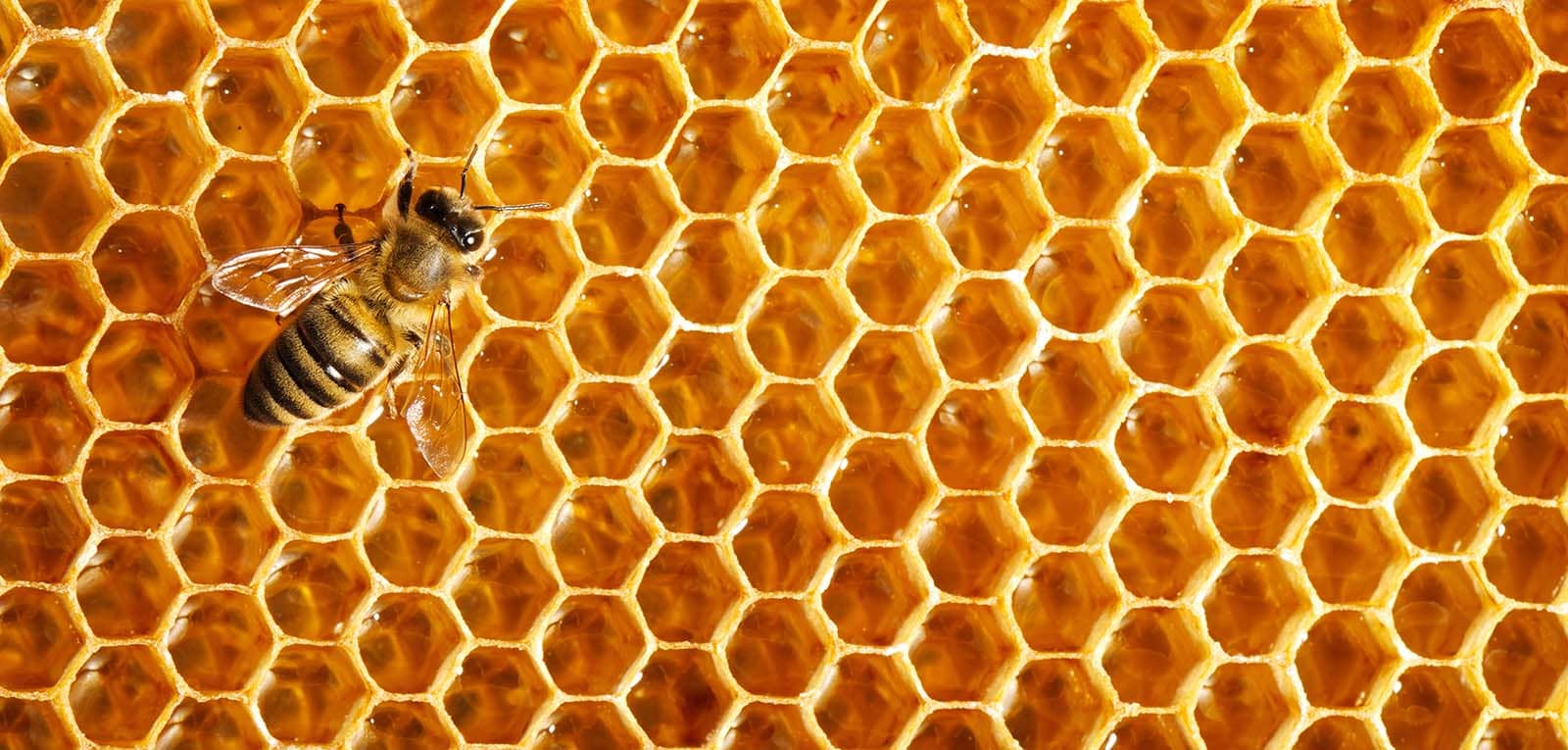 China Balsam aus naturreinen Ölen Tepperwein Kollektion China Balsam aus naturreinen Ölen Tepperwein Kollektion