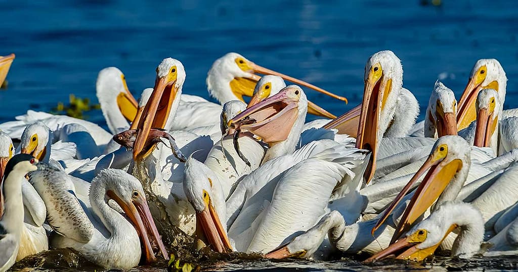 Déménager au Lake Chapala