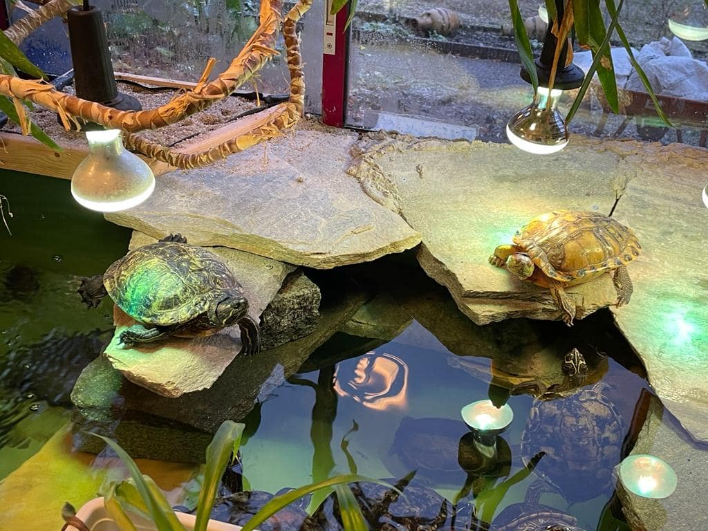 Turtle Home