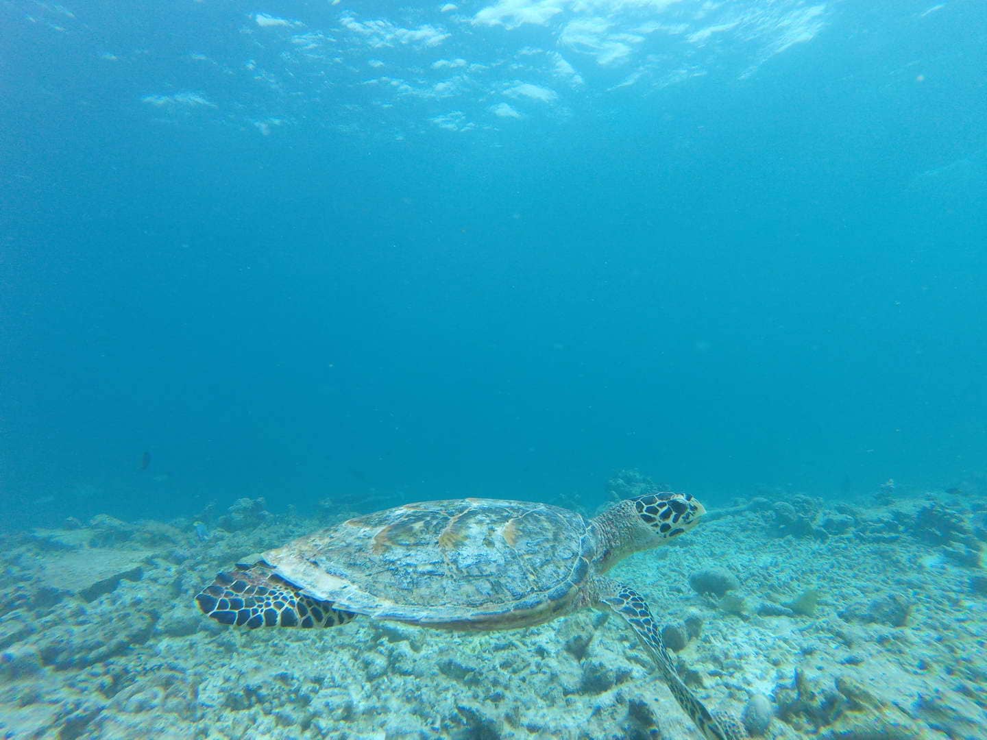 Turtles survey in the Maldives