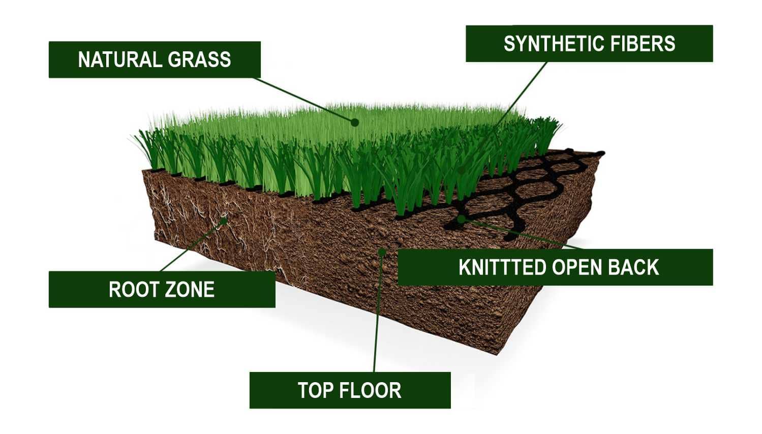 Composition Green Hybrid hybrid grass