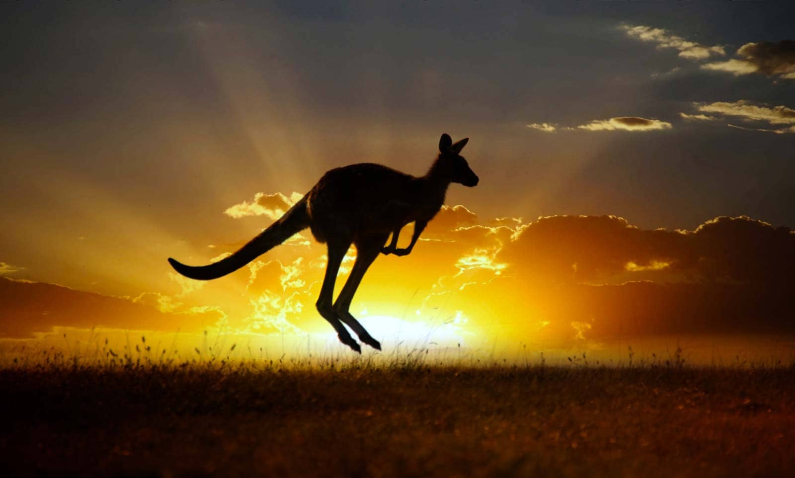 Umzug Australien - Land der Kangurus