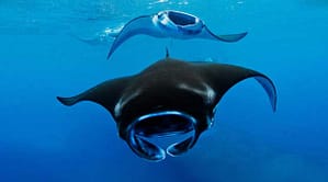 Manta Snorkeling - Hanifaru Bay