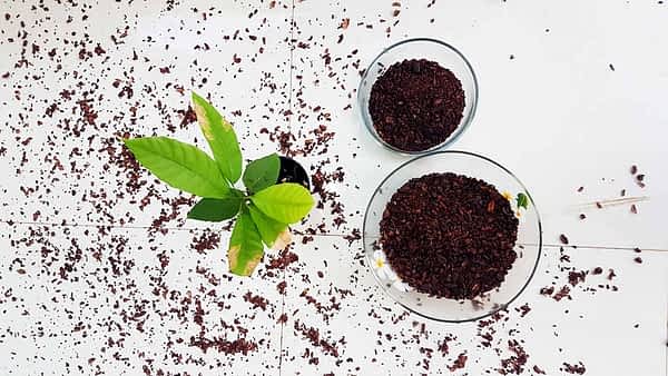 Cocoa-plant,nibs,-husks