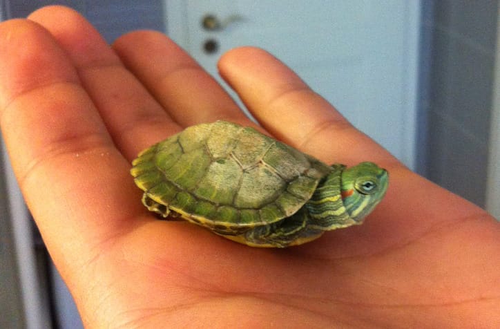 Mini-Rotwangen Schildkröte