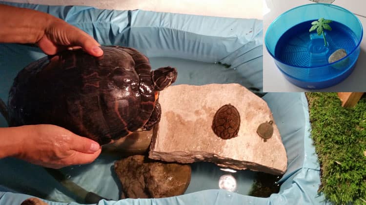 Tierquäler-Plastikbecken für Schildkröten