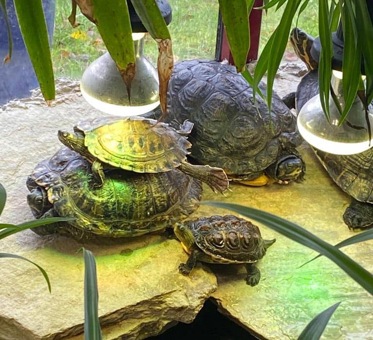 Turtle mount
