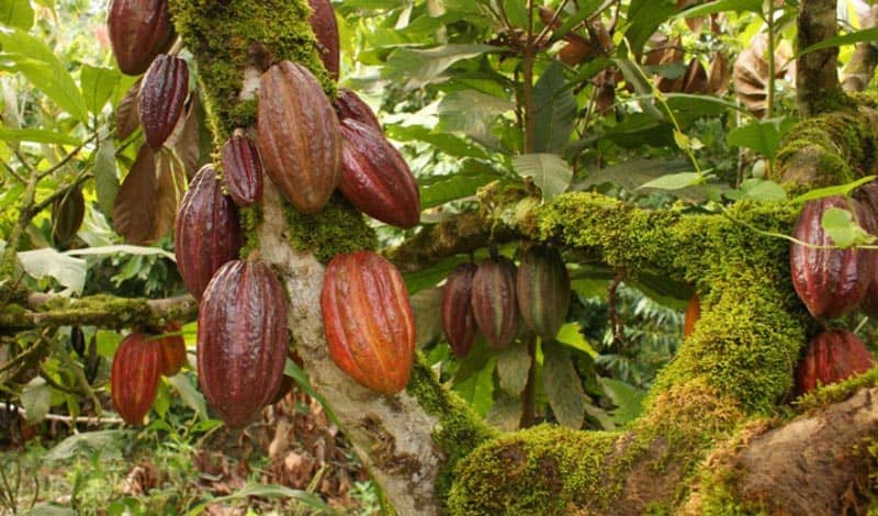 Cacao grown in the forrest.