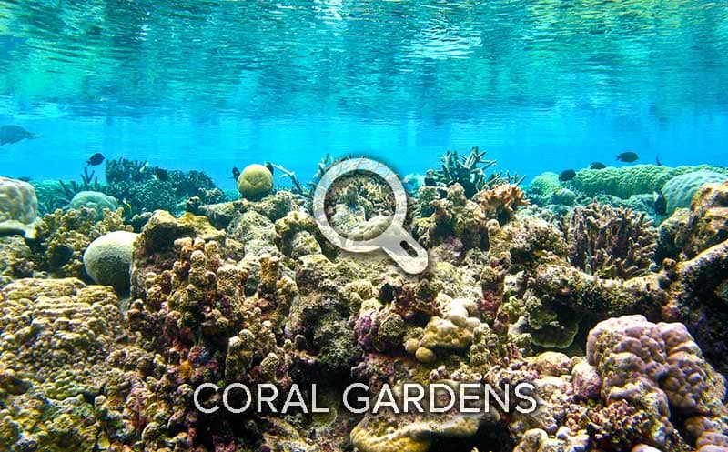 coral gardens