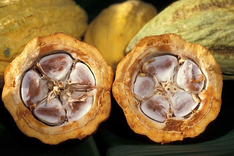Cacao Pod