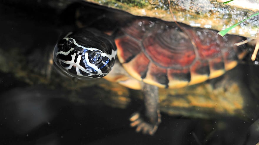Turtle Home Schildkroeten Fotogalerie