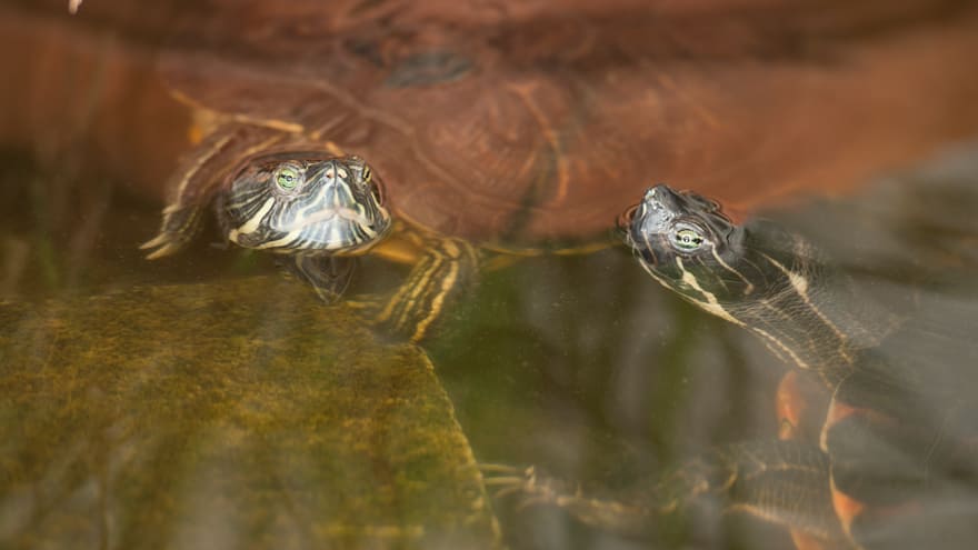 Turtle Home Schildkroeten Fotogalerie