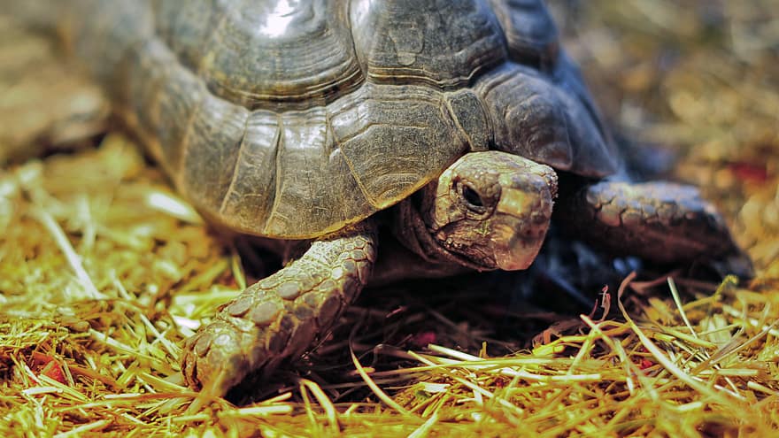 Turtle Home Schildkroeten Fotogalerie