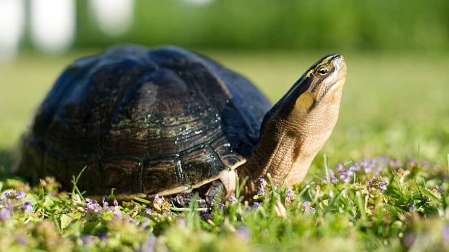 Turtle Home Schildkroeten Fotogalerie