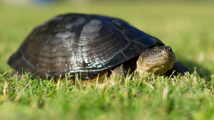 Turtle Home Schildkroeten Fotogalerie