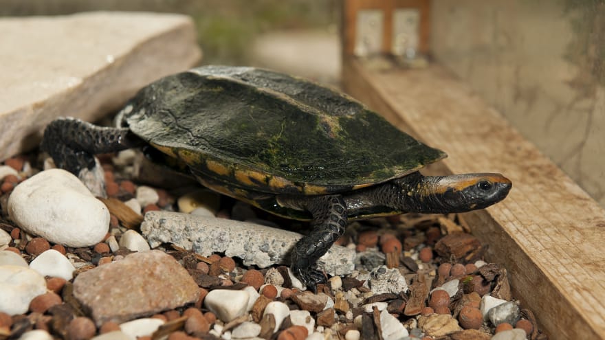 Turtle Home Schildkroeten Fotogalerie