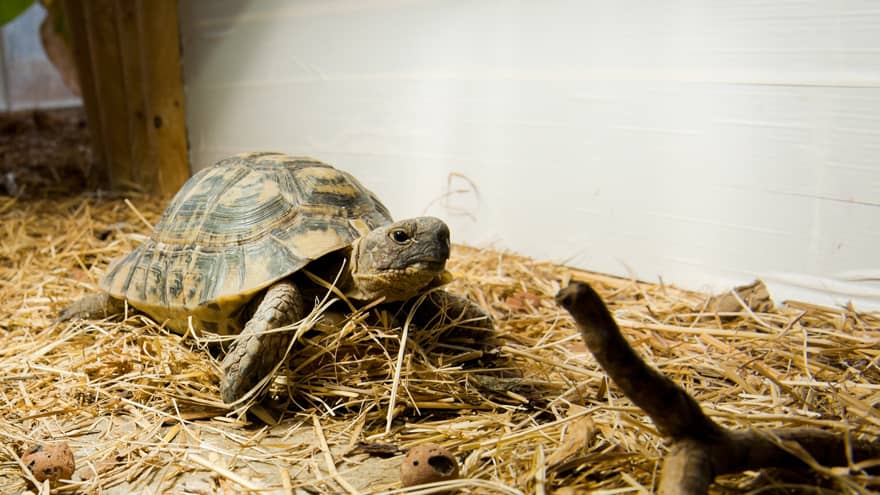 Turtle Home Schildkroeten Fotogalerie