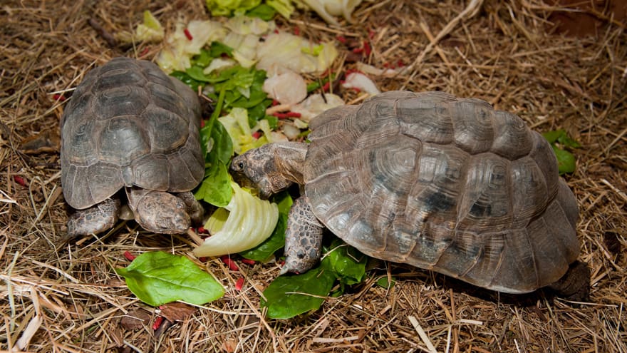 Turtle Home Schildkroeten Fotogalerie