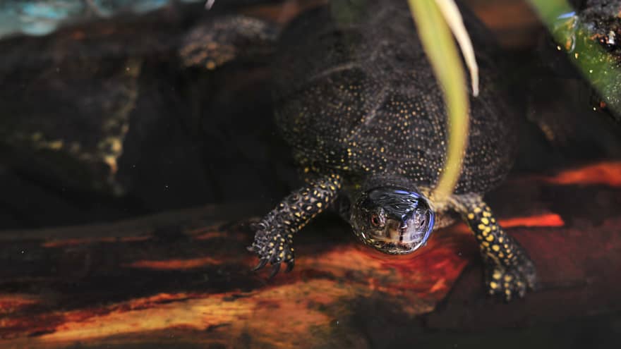 Turtle Home Schildkroeten Fotogalerie