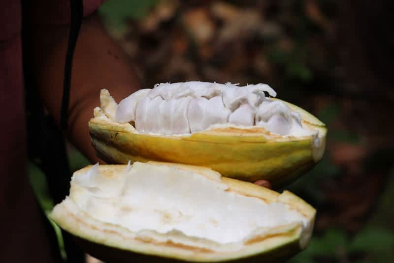 Cocoa-Pod-Open Open Cocoa Pod with White Pulp