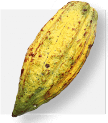 Criollo-Pod-350