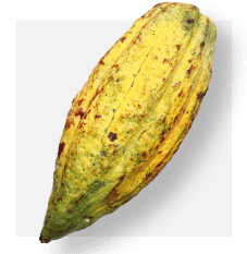 Criollo-Pod