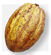 Forastero-Pod Forastero Cocoa