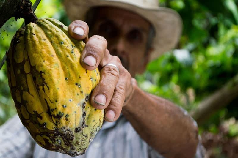 South-America-Cocoa-Man Latin American picking cacao pod