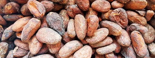 Thin-Cocoa-Beans A strip of raw cocoa beans