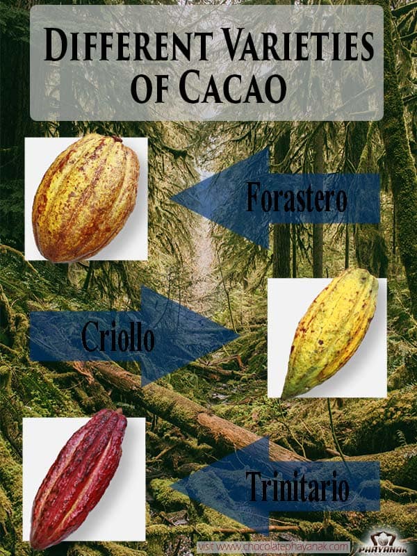 What Are The Different Varieties Of Cacao? | Chocolate Phayanak